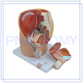 PNT-0570 life size male pelvis model